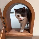 猫门卧室自由出入静音进出墙上开洞实木定制猫洞