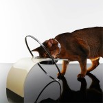 轨道行星碗不锈钢宠物碗猫碗狗碗护颈饮水碗现代极简
