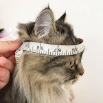 猫狗宠物秋冬皮毛一体麂皮绒护耳帽雷锋帽