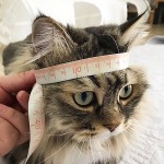猫狗宠物秋冬皮毛一体麂皮绒护耳帽雷锋帽